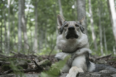 Dog looking away in forest