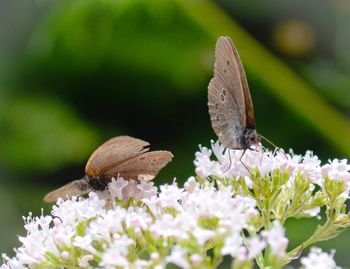 Close-up of butterfly pollinating on flower