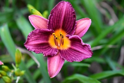 Close-up of butterfly pollinating on purple flowering plant