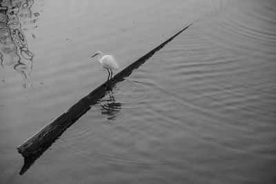 High angle view of bird on lake