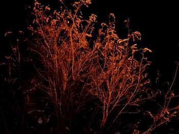 Low angle view of illuminated tree against sky at night