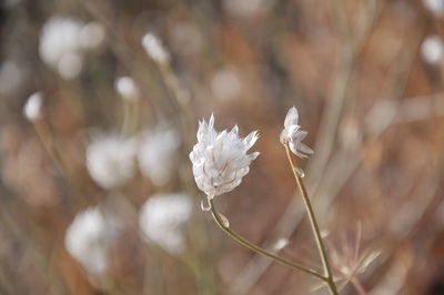 Close-up of white flowering plant on field