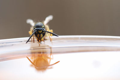 Close-up of insect