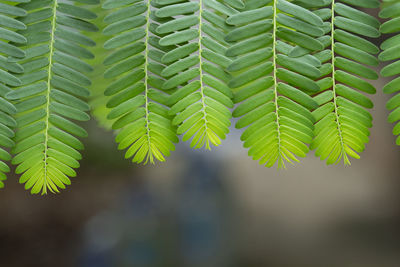 Close-up of green leaves on tree