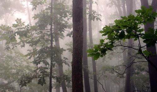 Plants growing on tree trunk