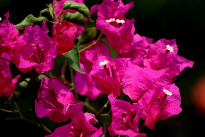 Close-up of pink bougainvillea plant