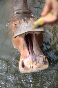 Hippopotamus opens its mouth wide to eat food