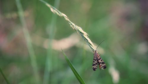 Close-up of butterfly on plant