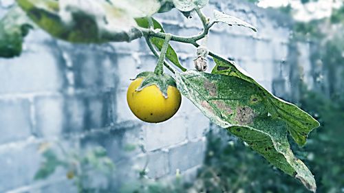 Close-up of fruits hanging on tree