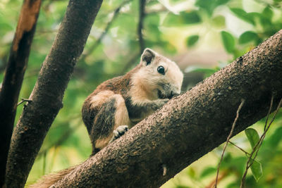 Close-up of squirrel on tree trunk