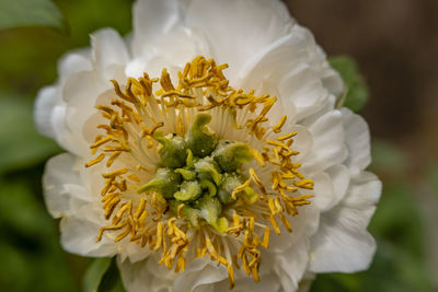 Close-up of white flowering plant