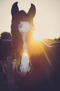 View of a dog at sunset