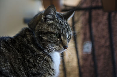 Close-up of tabby cat looking away