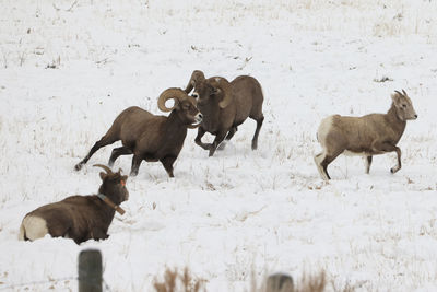 Bighorn sheep chasing each other in a field of snow.
