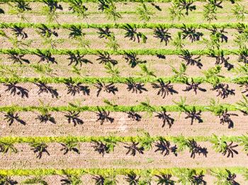 Aerial views of poplar trees plantation 