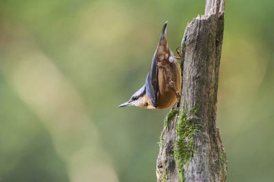 Nuthatch on tree trunk