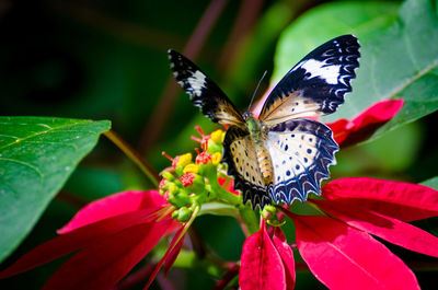 Close-up of butterfly pollinating on flower