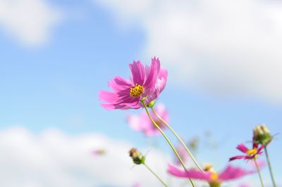 Close-up of pink cosmos flowers blooming against sky