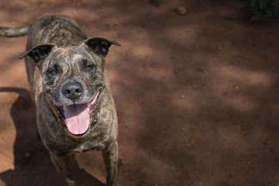 Portrait of dog