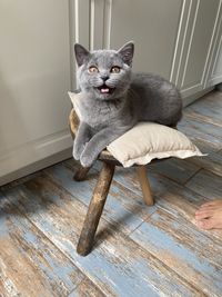 Portrait of tabby cat on hardwood floor