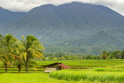 View of green rice fields in bengkulu, indonesia