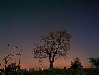 Silhouette trees on field against sky at night