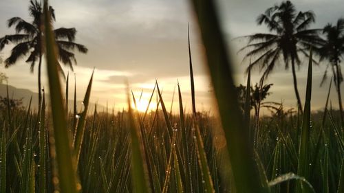 Close-up of grass on field against sky during sunset