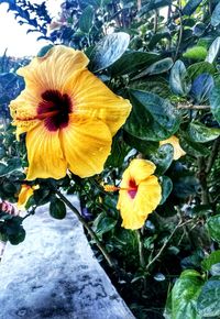 Close-up of yellow flowers blooming outdoors