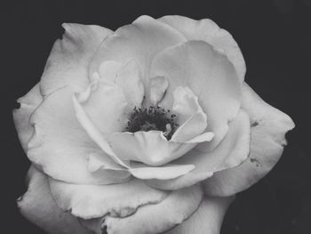 Macro shot of rose flower