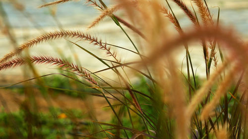 Close-up of fresh plants on field against sky