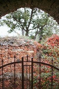 Trees seen through metal gate