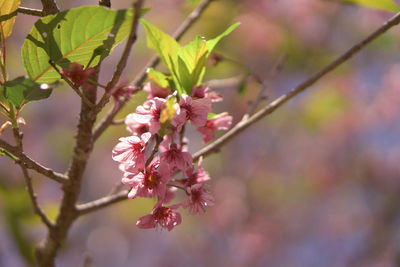 Close-up of pink cherry blossoms in spring