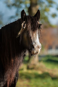 Close-up of a horse on field