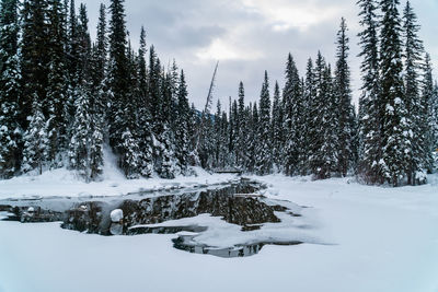 Snow-covered pine trees along a snowy half-frozen riverbank in canada.
