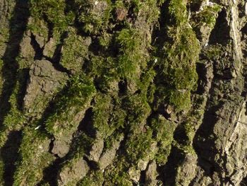 Full frame shot of moss on tree