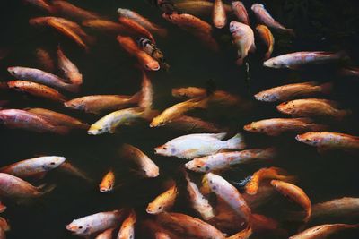 Close-up of fish swimming in sea