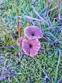 Close-up of purple flowering plant on field