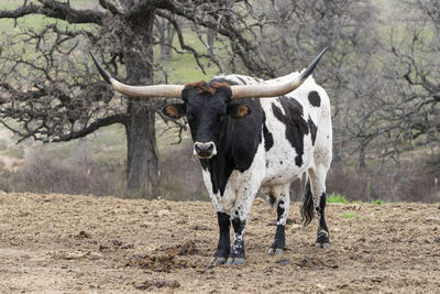 Portrait of horse standing on land