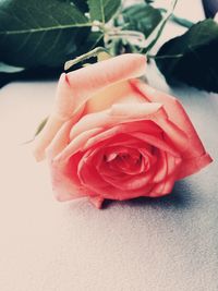 rose - flower