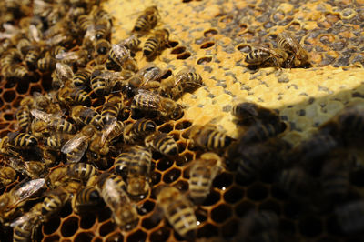 Bee keeper showing honey comb with honey bees in his garden