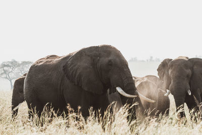 View of elephant on field against clear sky