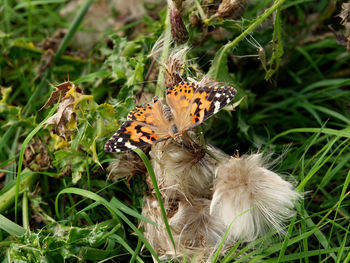 Close-up of butterfly on flower