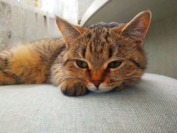 Close-up portrait of a cat
