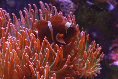Tomato clown fish with its hosting red bubbletip anemone in a home aquarium. 