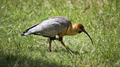 Close-up of bird on grassy field