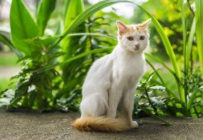 Portrait of cat sitting outdoors