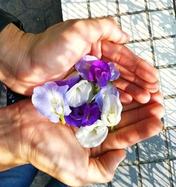 Close-up of hand holding purple flower