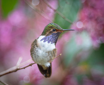 Close-up of bird perching on twig