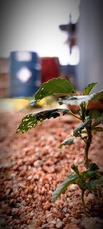 Close-up of potted plant in city