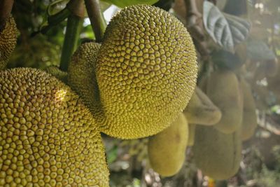 Close-up of yellow fruit on plant